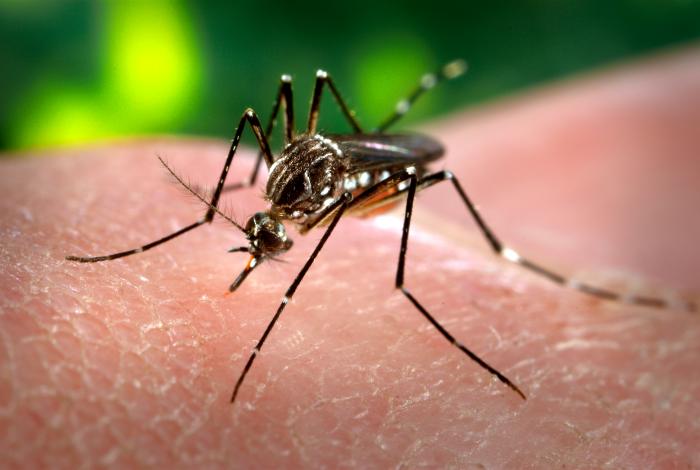 Nyamuk Aedes aegypti, vektor penular virus dengue penyebab DBD